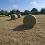 Hay Image 2