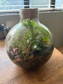 Closed terrarium