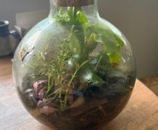 Closed terrarium
