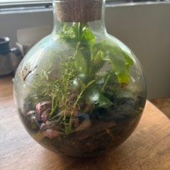 Closed terrarium