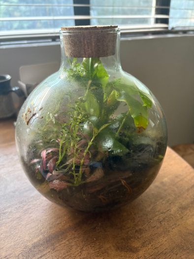Closed terrarium