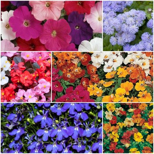 Summer Bedding, Trailing Plants