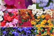 Summer Bedding, Trailing Plants