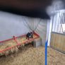 Pigmy goat kids Image 2