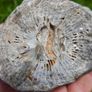 Big Coral fossil w/ complete silicification, mineral replacement, calcium carbonate to silica. Image 5