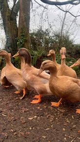 Hatching Eggs & Ducklings - Orpington Ducks