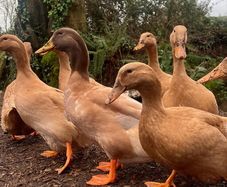 Hatching Eggs & Ducklings - Orpington Ducks