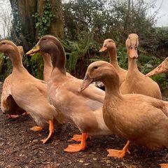 Hatching Eggs & Ducklings - Orpington Ducks