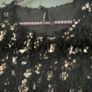 top Bnwot black fluffy embelished top short sleeve size large elli white brand Image 5