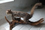 taxidermy squirrel