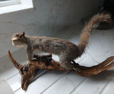 taxidermy squirrel