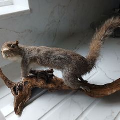 taxidermy squirrel