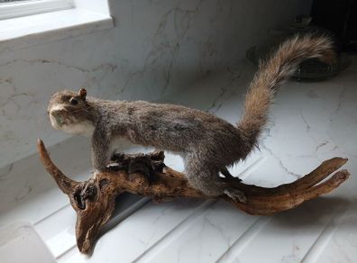 taxidermy squirrel
