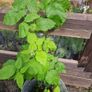 raspberry Image 2