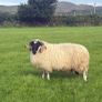 Sheep Image 2