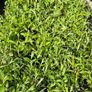 Garden Plants, Two Euros Image 8