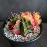 Gymnocalycium mihanovichii Image 2