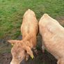 3 charolaise &1 lim heifer 6 months old Image 4