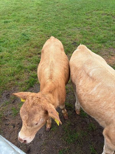 3 charolaise &1 lim heifer 6 months old