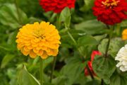 (Z) Dahlia-flowered Zinnia Mixed seeds 1.5g (883256)