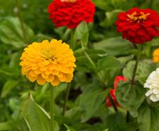 (Z) Dahlia-flowered Zinnia Mixed seeds 1.5g (883256)