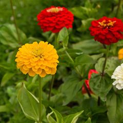 (Z) Dahlia-flowered Zinnia Mixed seeds 1.5g (883256)