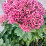 Perennial plants dont get much easier than sedum. Image 4