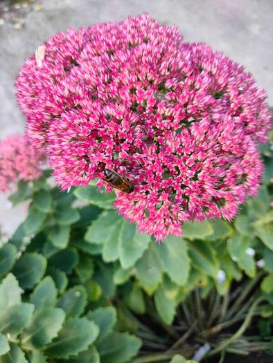 Perennial plants dont get much easier than sedum.