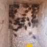Japanese quail hatching eggs Image 6