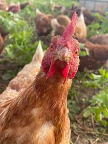 Laying Hens