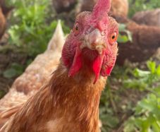 Laying Hens