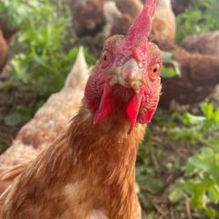 Laying Hens