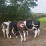 Heifers Cavan for sale Image 2