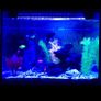 40cm Fish tank light multiple color Image 4