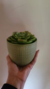Artificial Succulent Plant in Ceramic Pot
