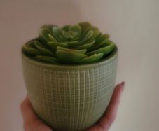Artificial Succulent Plant in Ceramic Pot