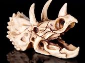 Skull Ornament Triceratops