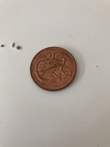 2 pence Irish 1995,1996