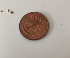 2 pence Irish 1995,1996