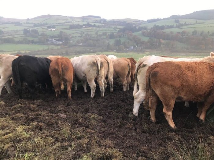 Cattle