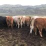 Cattle Image 2
