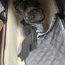 Uppababy Travel system with bassinet, lower & upper adapters, snack tray, cup holder, organiser, hand warmer and foot muffs Image 7
