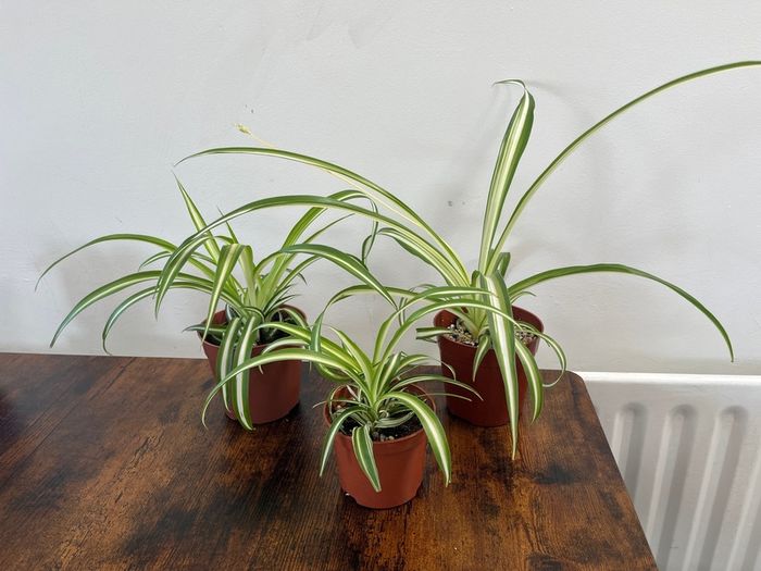 Small spider plant house plant