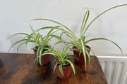 Small spider plant house plant
