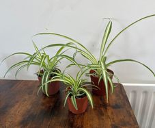 Small spider plant house plant