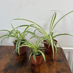Small spider plant house plant