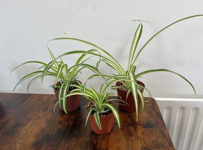 Small spider plant house plant