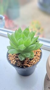 Succulent plant _Haworthia cooperi