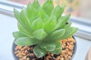 Succulent plant _Haworthia cooperi