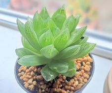 Succulent plant _Haworthia cooperi